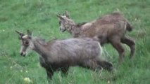 Chamois, éterlous, chevreau 2009