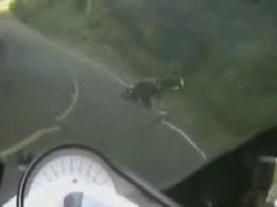 Motard percute un sanglier