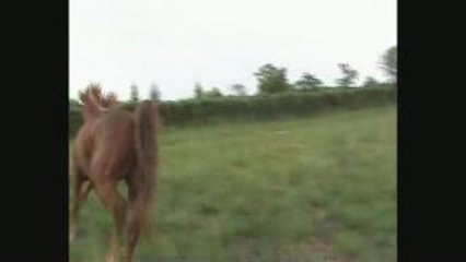 Nafaa - Liberté Mont St Cyr