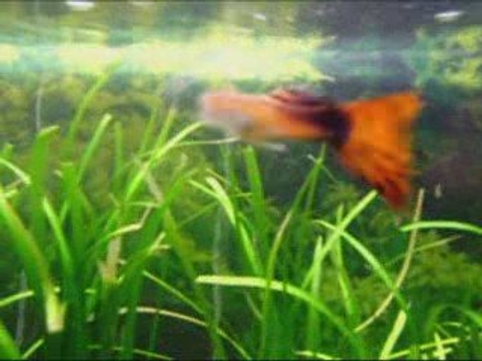 aqua guppy