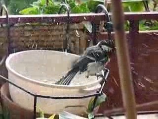 Ma petite bergeronnette vient boire