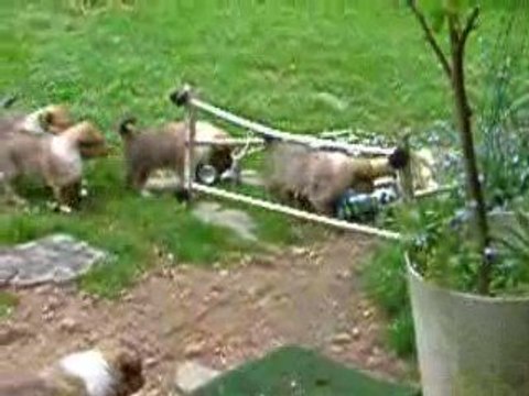 chiots colleys premières sorties 1 mois