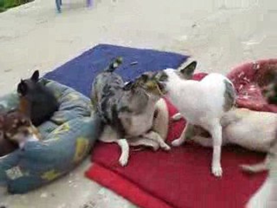 Chihuahua jeu Bubba Archie Dragibus