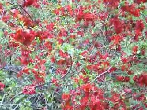 Les Investizons: Arbres en fleurs