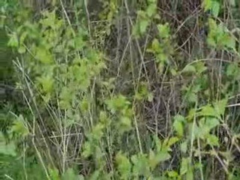 Ilk avımız gariban bir serce