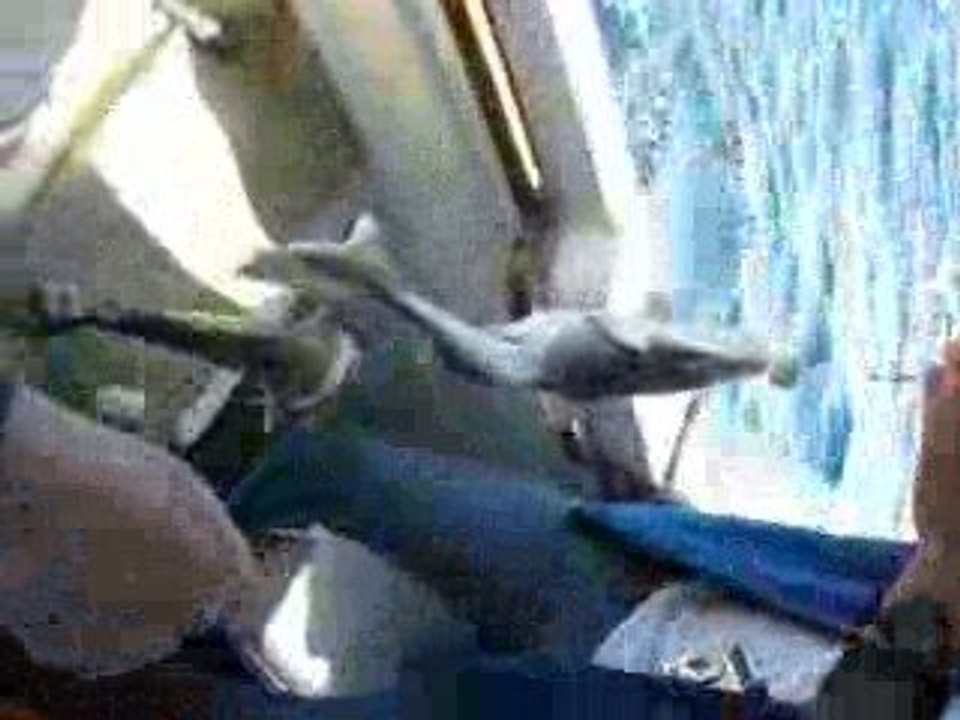 Yavru Köpek Balıkları DSCN2881