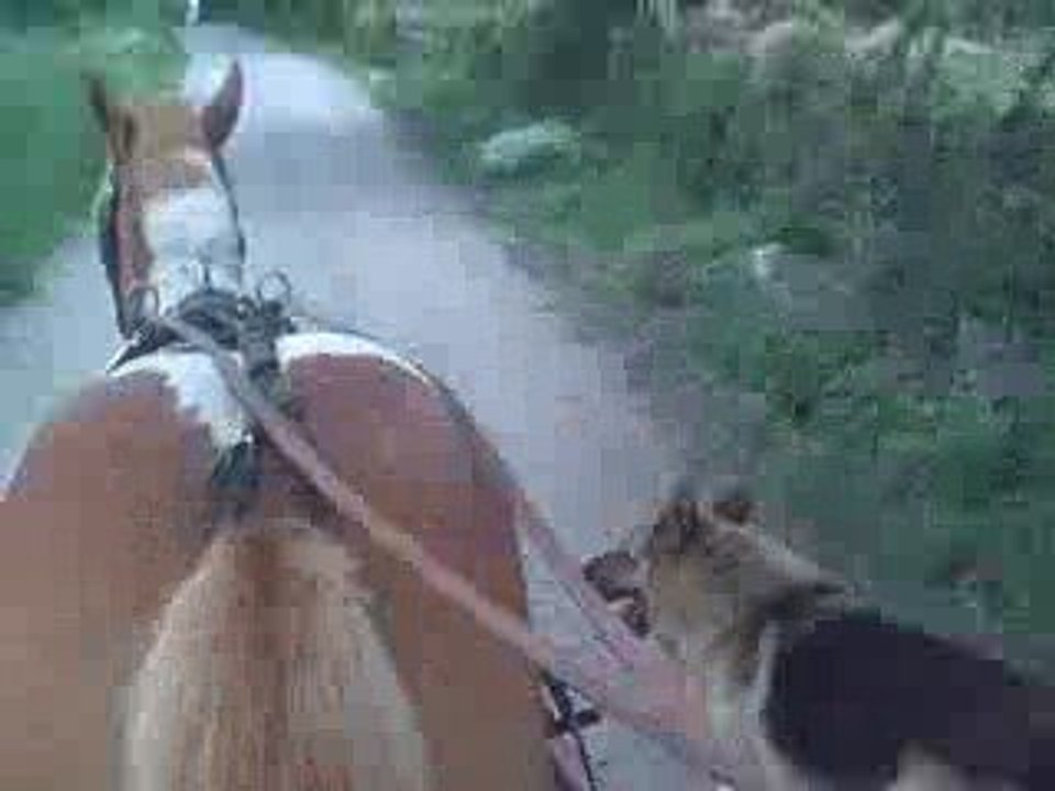 Luna et son chien en attelage