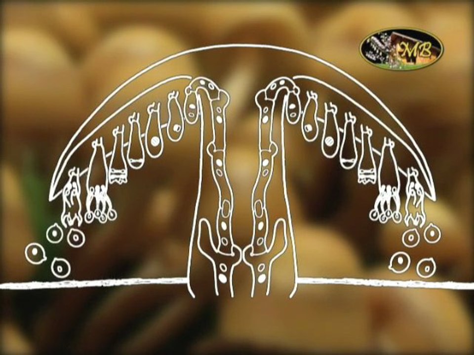 Les champignons [Documentaire]
