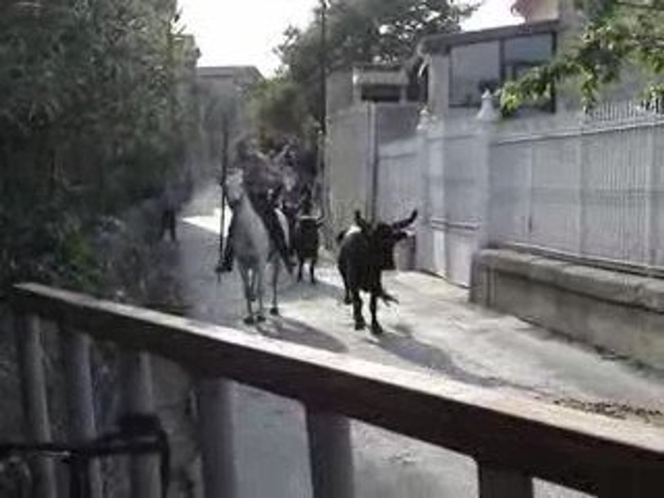 Course de taureaux (excusez les commentaires !)