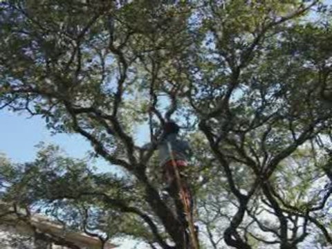 Tree Service Austin TreeServiceAustinTX.com Tree S...