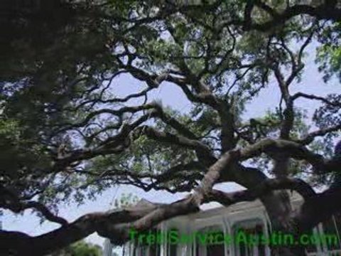 Tree Stump Removal Austin TX TreeServiceAustinTX.c...