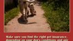 Dog Health Tips on a Budget  (The Complete Healthy Dog Ha...