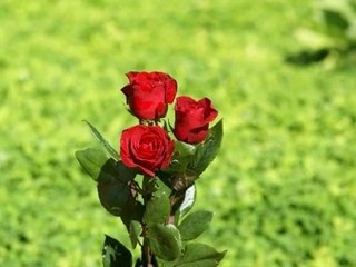 doğal güzellikler çiçekler