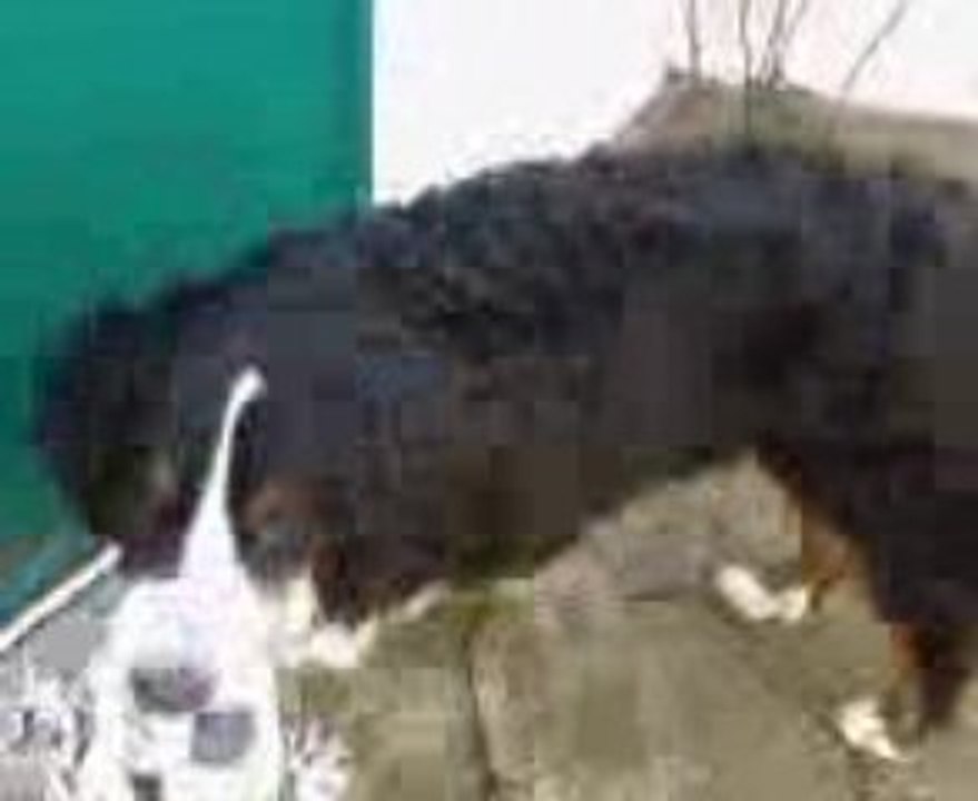 Vidéo ballon cour
