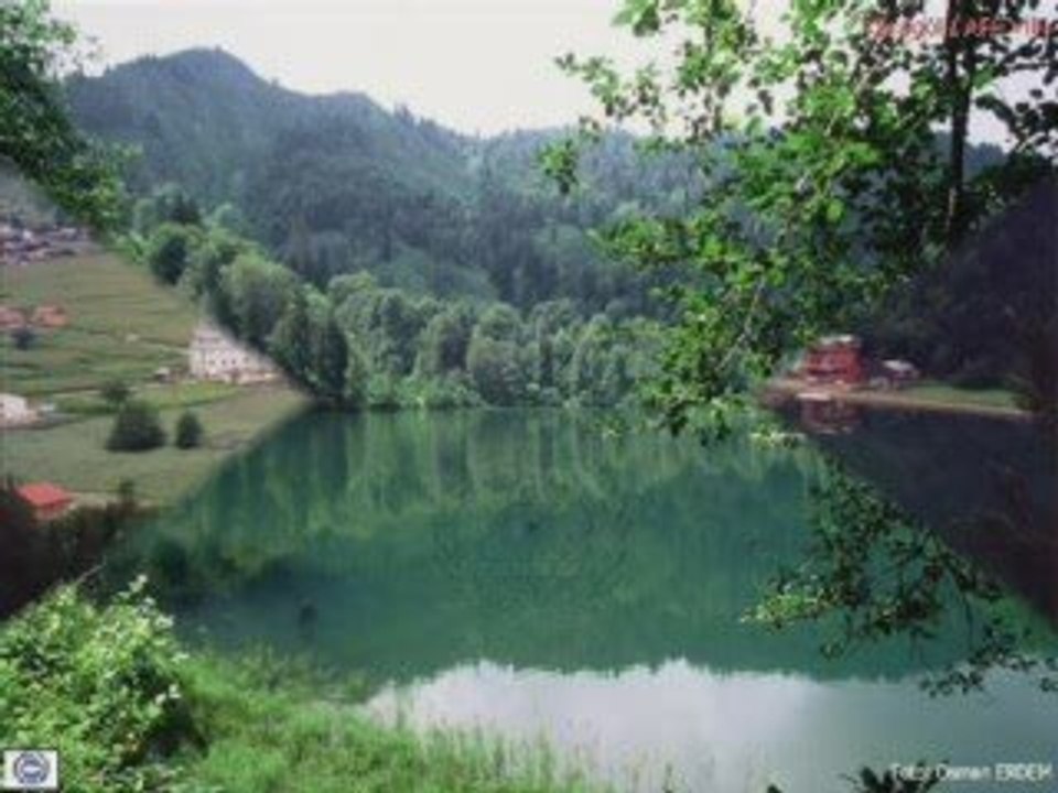 Raplaz-karadeniz aşıkları zehirli_cicek