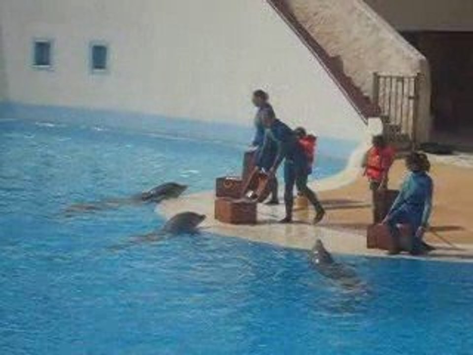 Maxime & les dauphins