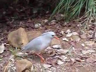 cagou à la rivière bleue