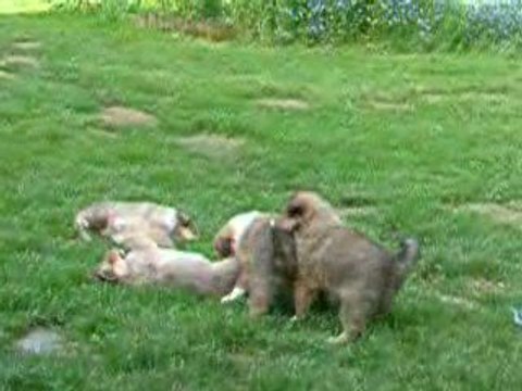 chiots colleys de preque 6 semaines