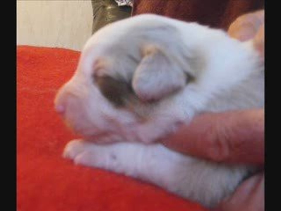 Présentation Baby 1