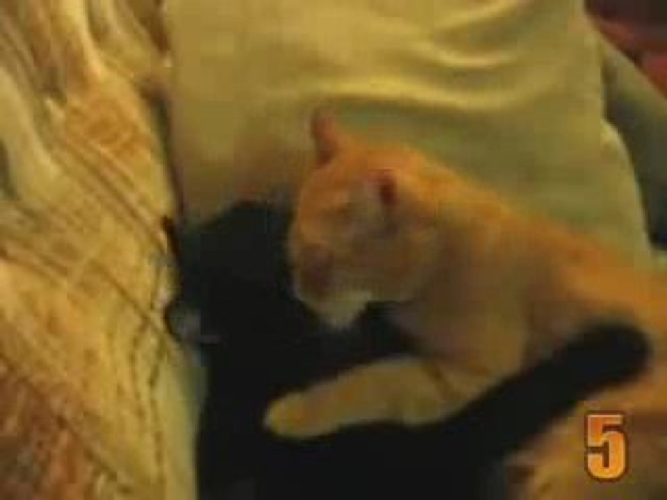 10 scenes avec des chats