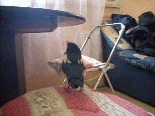 Sauvetage d'une petite pie 2009