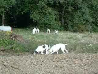 la meute qui travaille