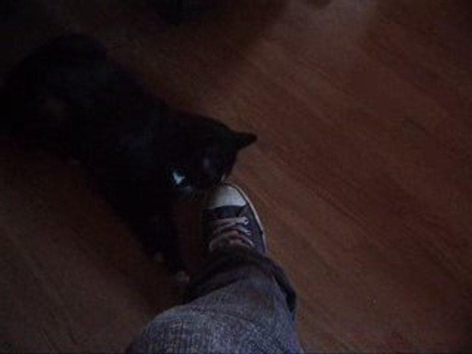 chat qui kiffe une chaussure