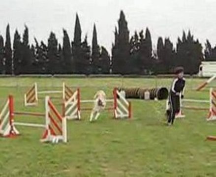 AGILITY MAYBE CARCASSONNE JUMPING 29.26 SEC 8.EXC