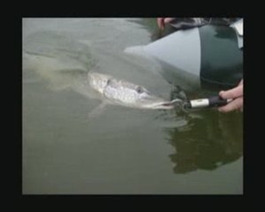 Relache_release_brochet_le_corse