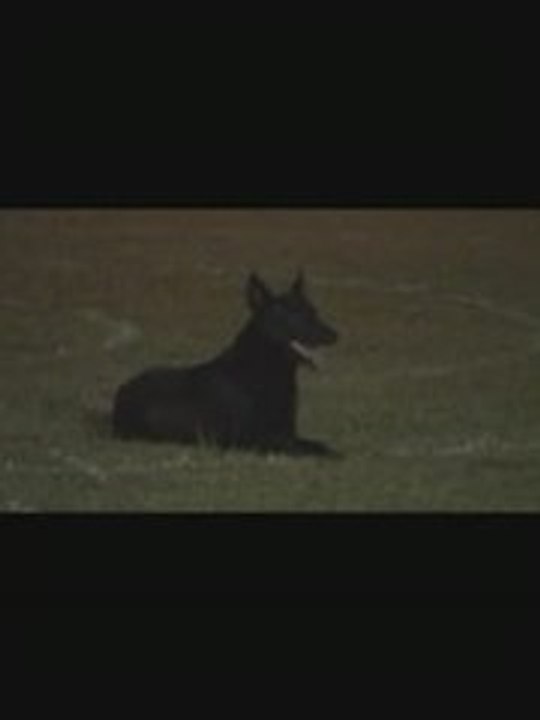 BREVET RANIE par Mimi