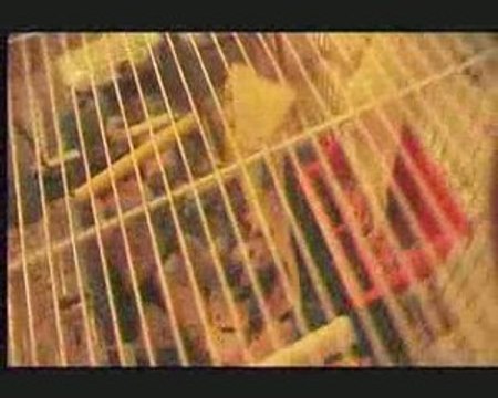 'I miei pappagalli' affaticati ma 'a noi la simpatia!'by FSB