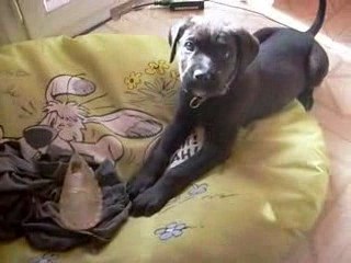Eyka et la chaussure en buffle