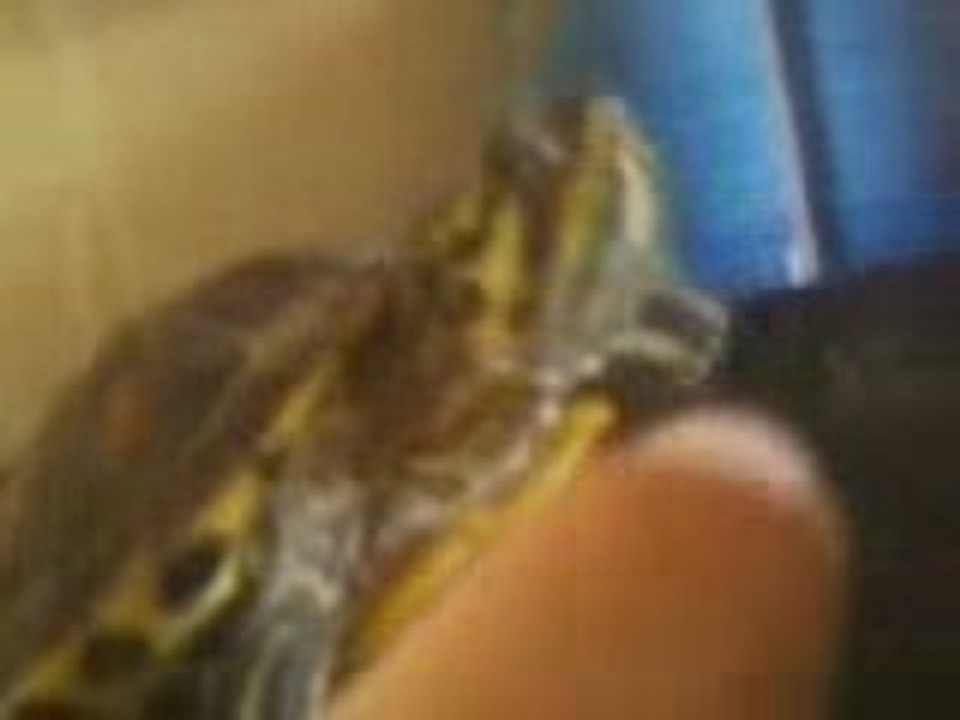 la tortue carnivore