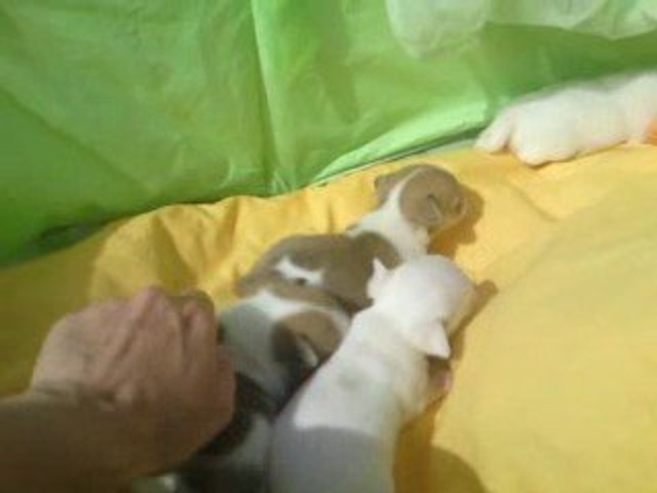 Miniccos 2