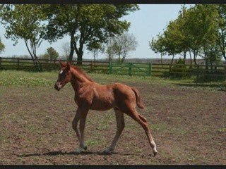 PEGAS STUD & BULGARIA