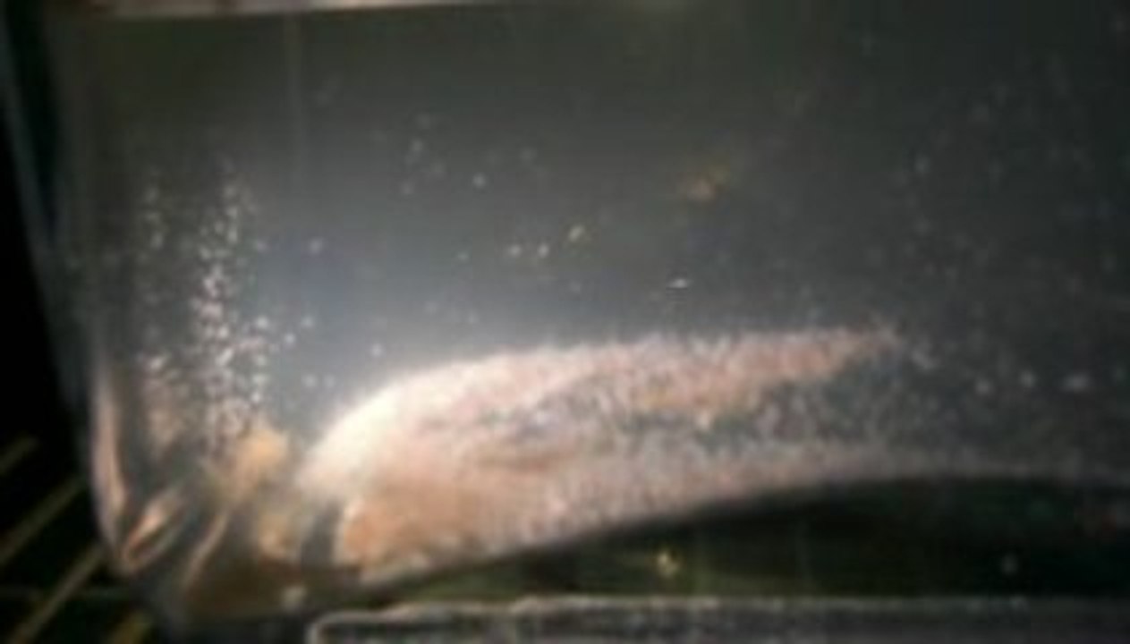 Artemia