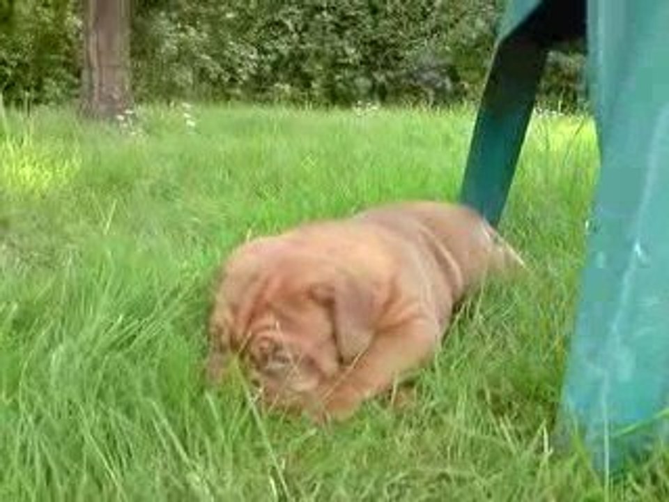 dogue de bordeaux 1 mois la sieste