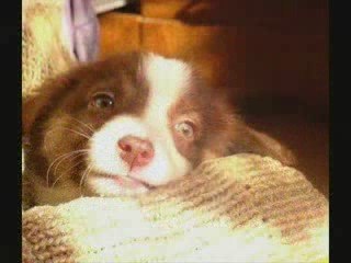 Blue Eyes et Destiny Red