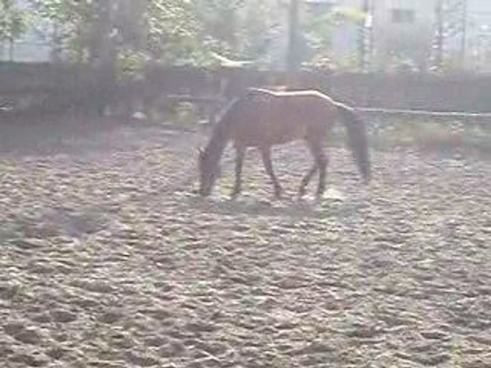 Feeling en carrière