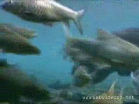 Videomarketing és a Zene