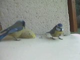 Mésanges bleues/Blue tits