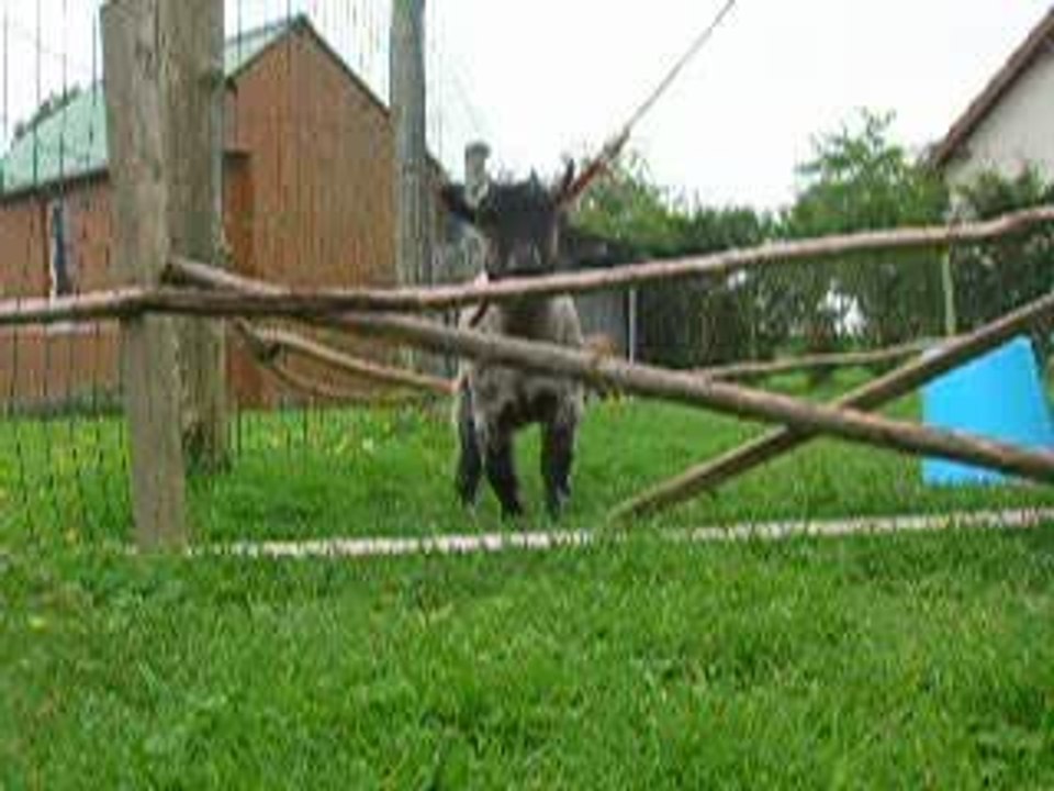Bambi au saut