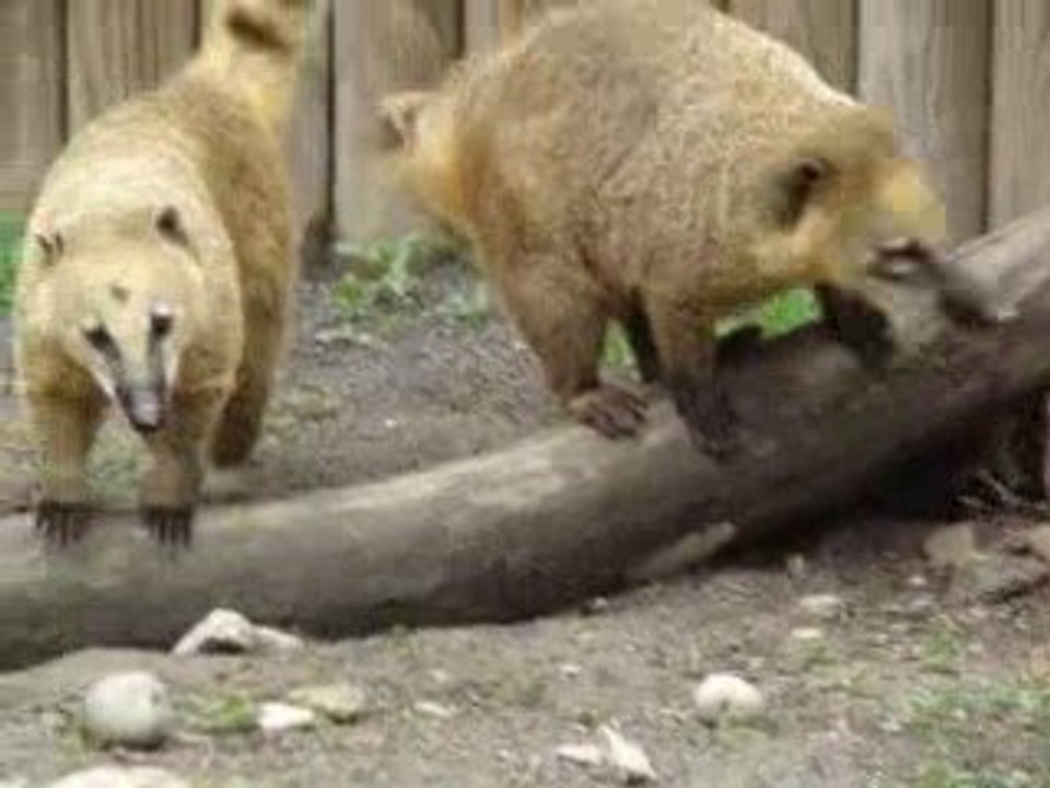 première sortie des bebes coati