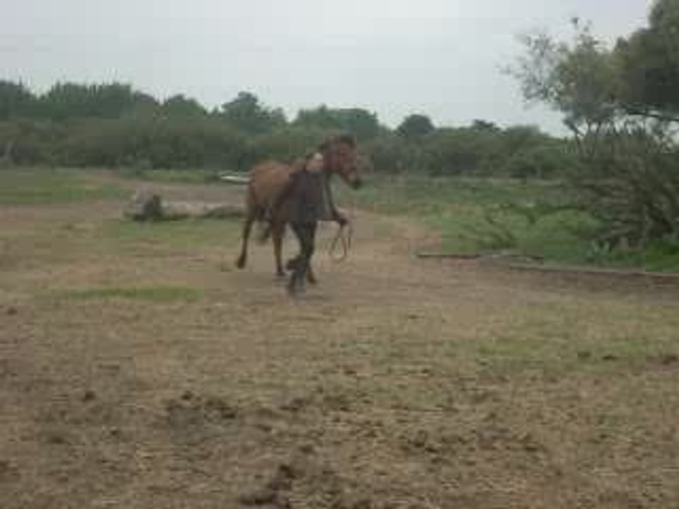 Laura & Kenzo qui saute le tronc .