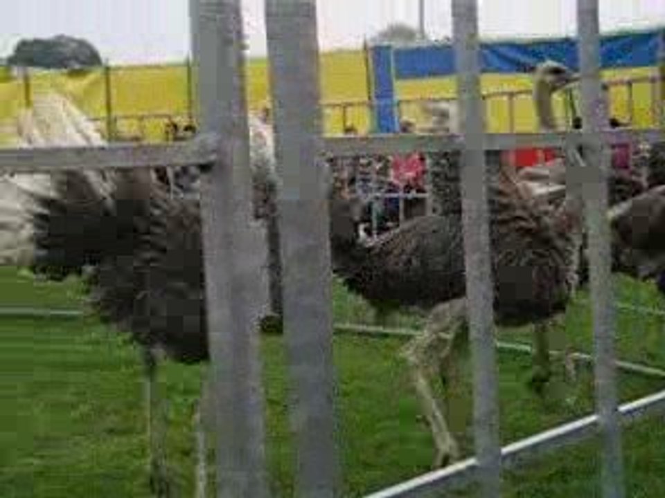 spectacle d'autruches