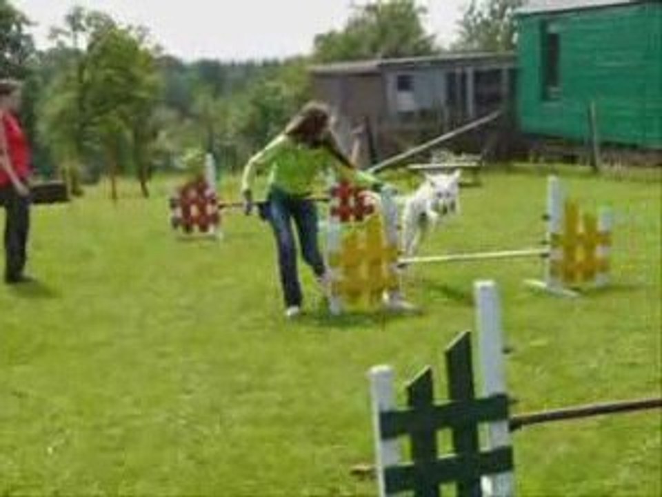 Premier cours d'agility