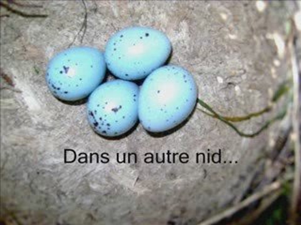 les oiseaux !