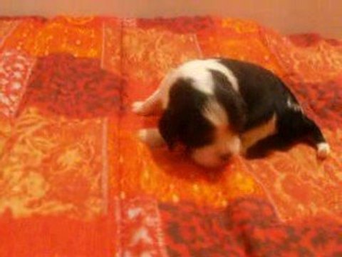 Chiot Cavalier King Charles