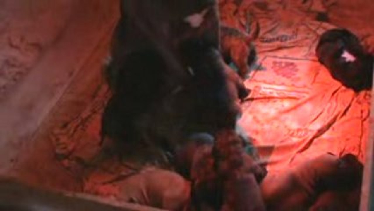 Chiots dogo canario 17 jours