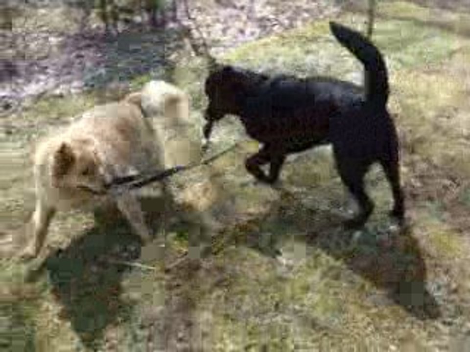 Le jeu chez le chien